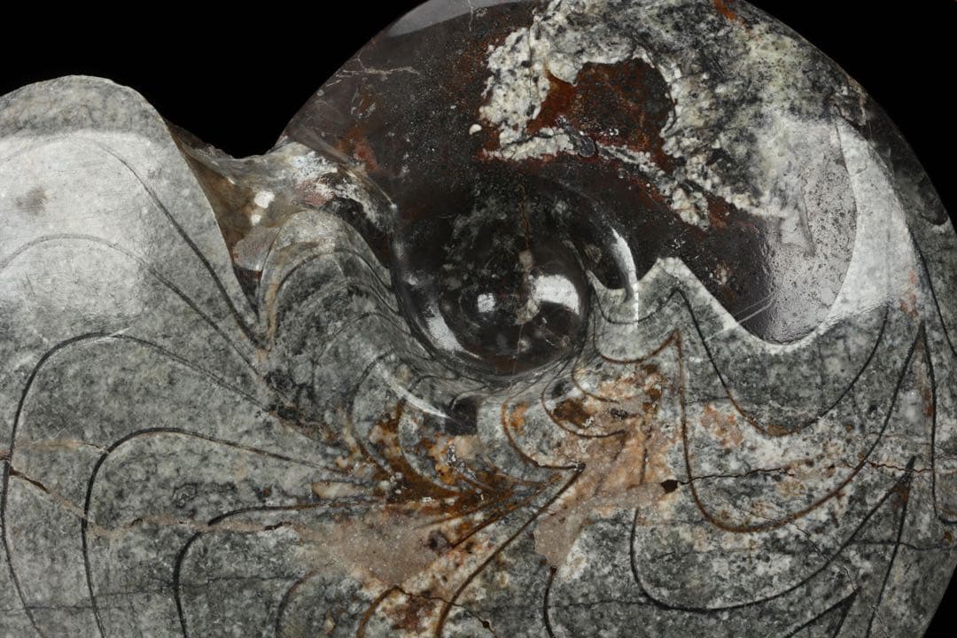 天然アンモナイト化石 重量2.8kg 古生物標本 化石標本 古代海洋生物 鑑賞石