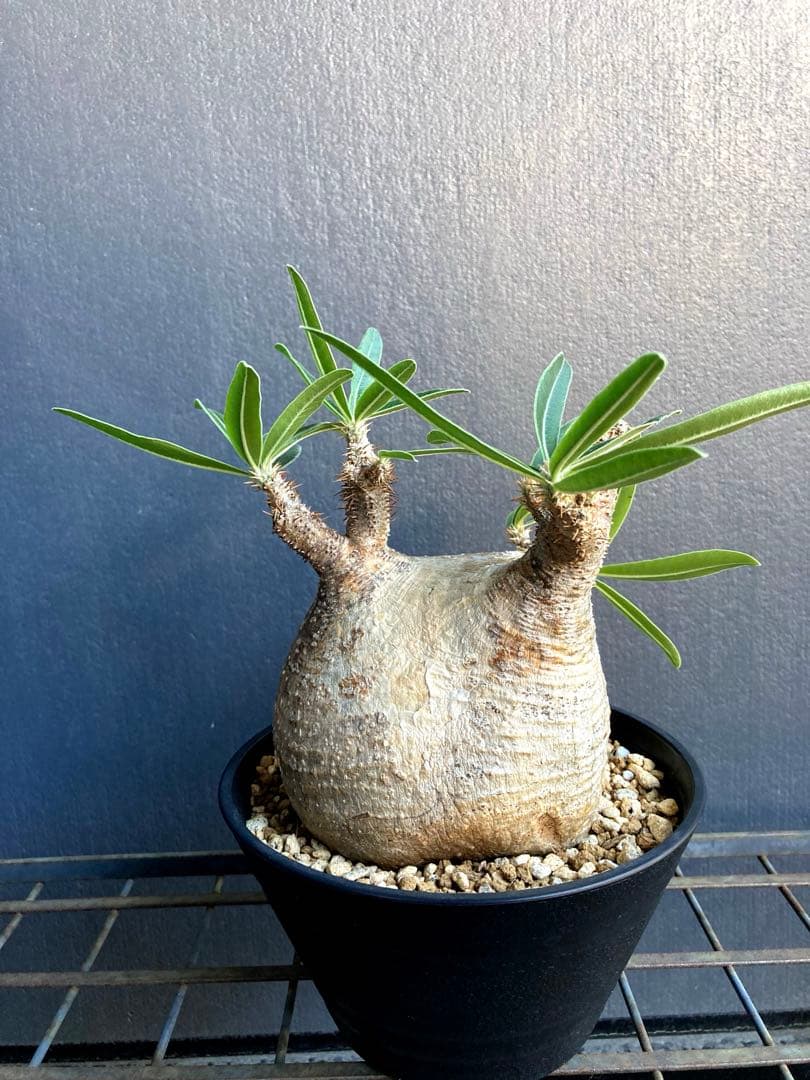 パキポディウム グラキリス 中株 短枝 ぼってり扁平型 塊根植物 黒鉢付き