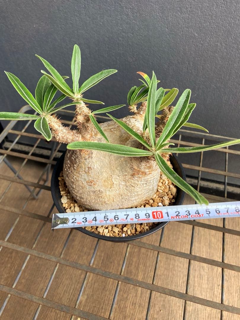 パキポディウム グラキリス 中株 短枝 ぼってり扁平型 塊根植物 黒鉢付き