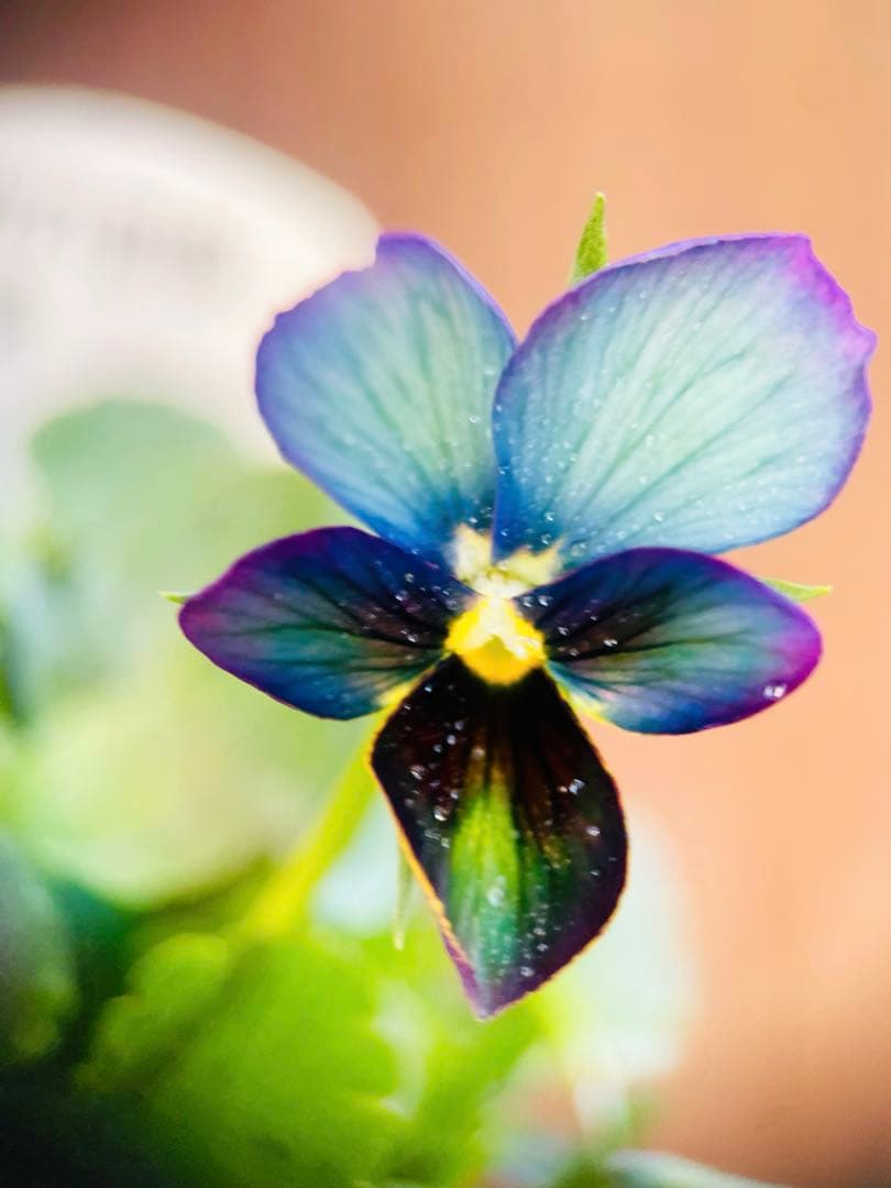 c*7様 大人気♡すみれ図鑑♡極キレイ色♡