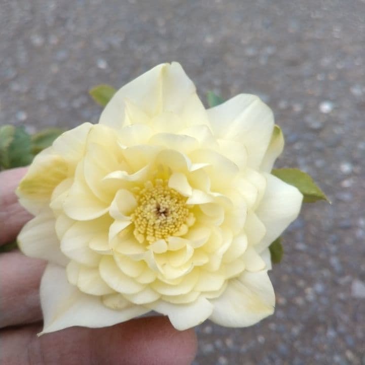 加藤農園。ゴールドクリスマスローズ 八重咲き 淡い黄色 開花株。NO3