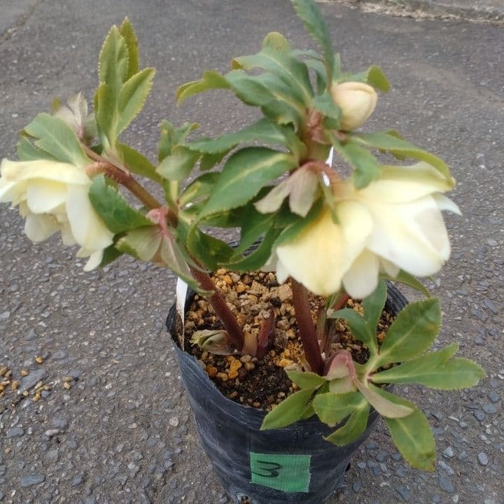 加藤農園。ゴールドクリスマスローズ 八重咲き 淡い黄色 開花株。NO3