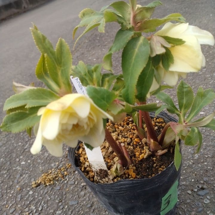 加藤農園。ゴールドクリスマスローズ 八重咲き 淡い黄色 開花株。NO3
