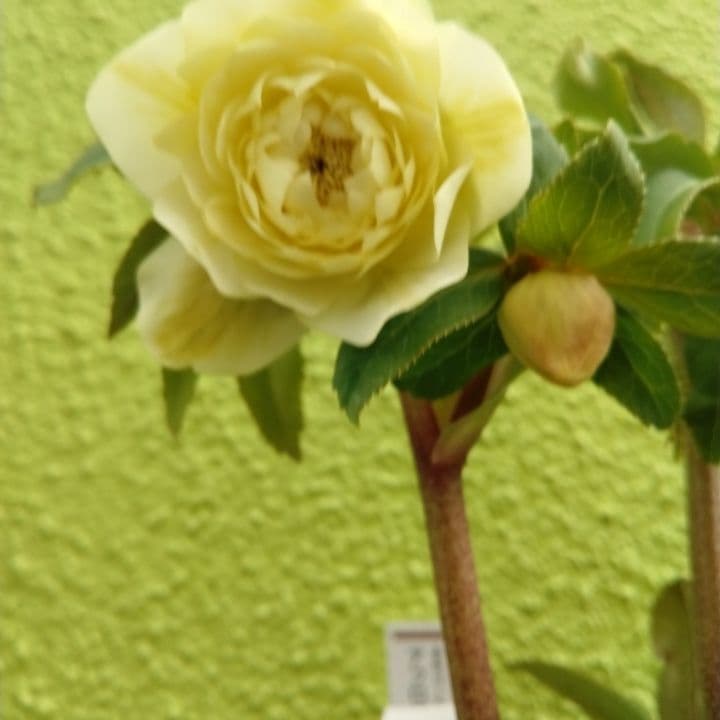 加藤農園。ゴールドクリスマスローズ 八重咲き 淡い黄色 開花株。NO3