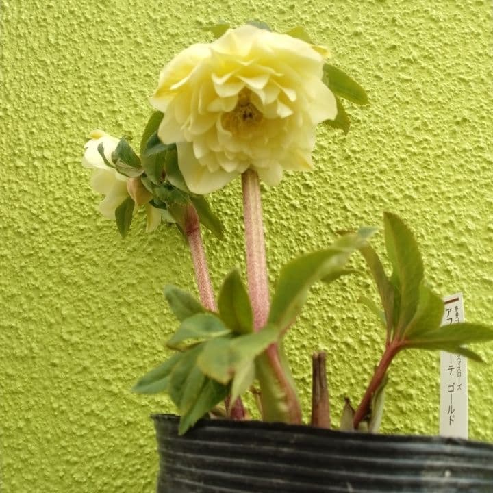 加藤農園。ゴールドクリスマスローズ 八重咲き 淡い黄色 開花株。NO3