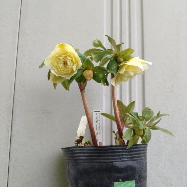 加藤農園。ゴールドクリスマスローズ 八重咲き 淡い黄色 開花株。NO3