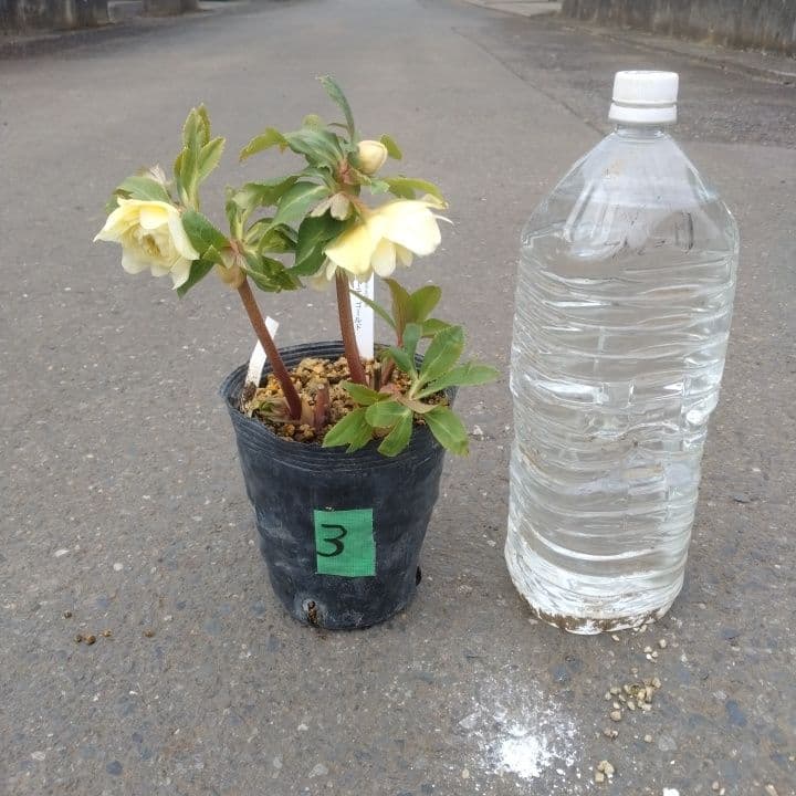 加藤農園。ゴールドクリスマスローズ 八重咲き 淡い黄色 開花株。NO3