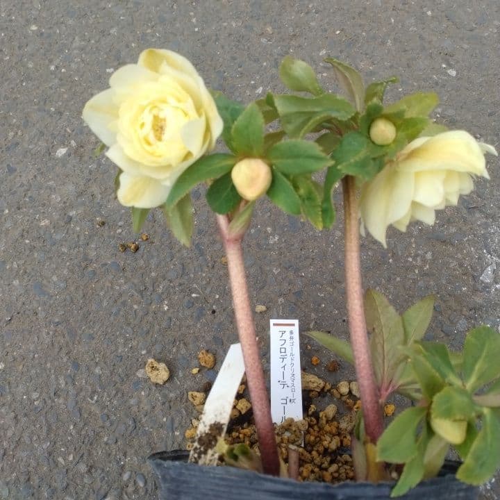 加藤農園。ゴールドクリスマスローズ 八重咲き 淡い黄色 開花株。NO3