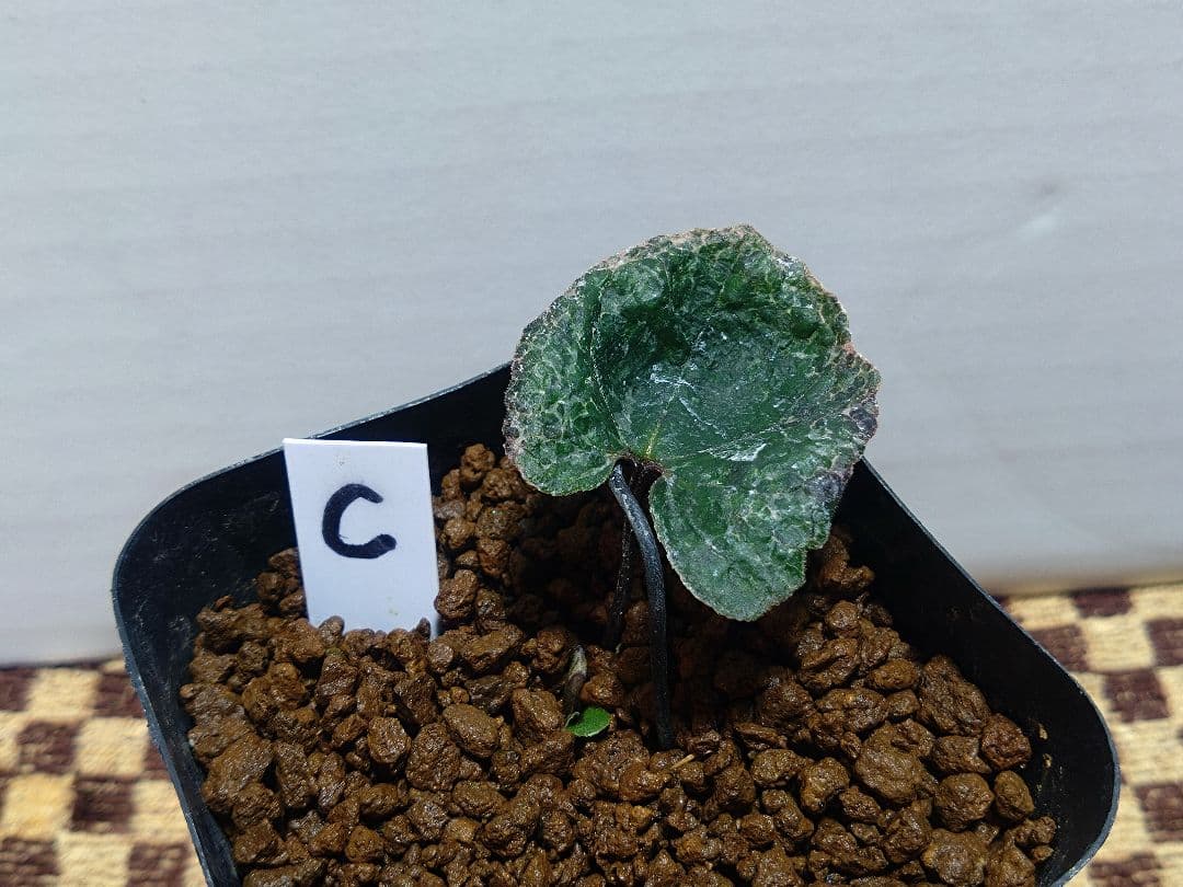 斑入り　カンアオイ　タマノカンアオイ　福包(ふくづつみ)