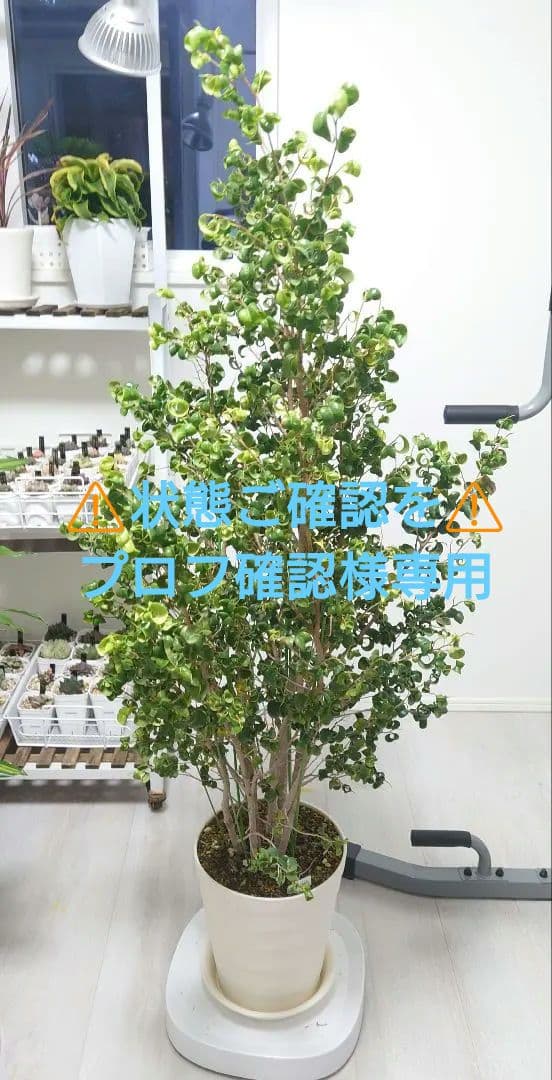 フィカス ベンジャミン バロック 8号鉢ごと