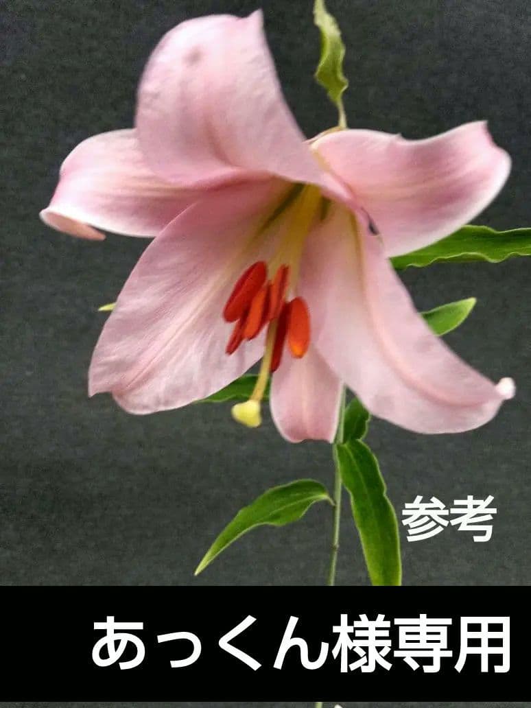 あっくん出品❗ササユリ球根2球・カノコ1球・マツバユリ1球お届け！