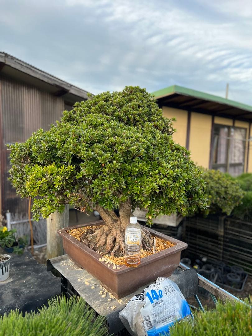 初売りセール　皐月　さつき　サツキ　盆栽　大品　若恵比須