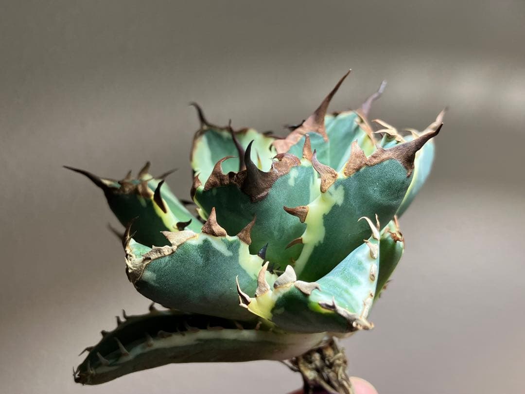 G*n様 【週末オークション】③選抜　子株2つ付き　アガべ　姫厳竜錦　覆輪斑　T