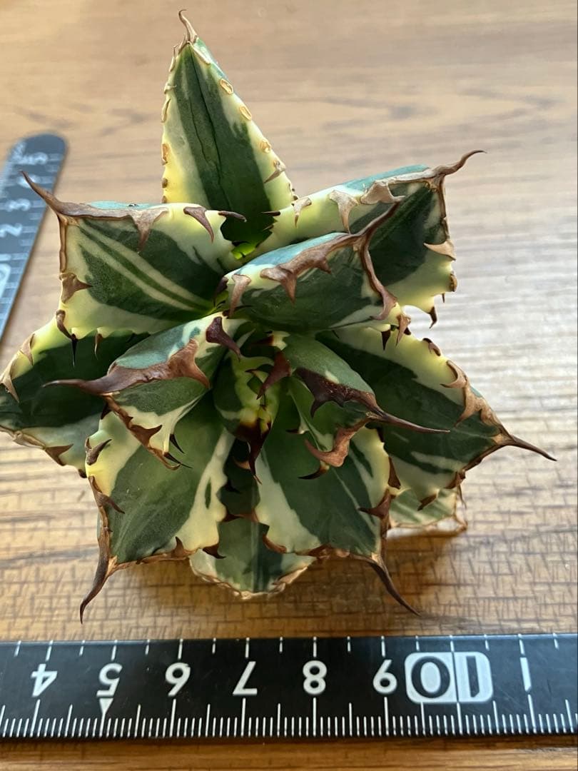 G*n様 【週末オークション】③選抜　子株2つ付き　アガべ　姫厳竜錦　覆輪斑　T