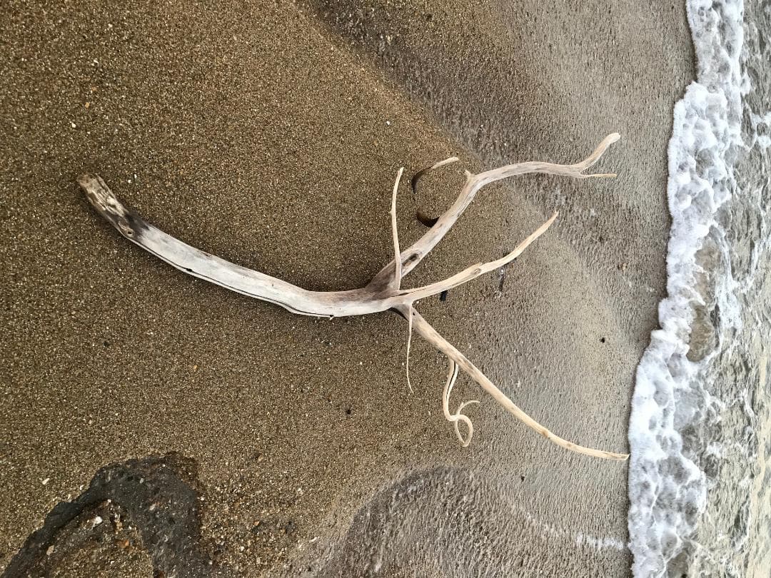 流木(瀬戸内海)