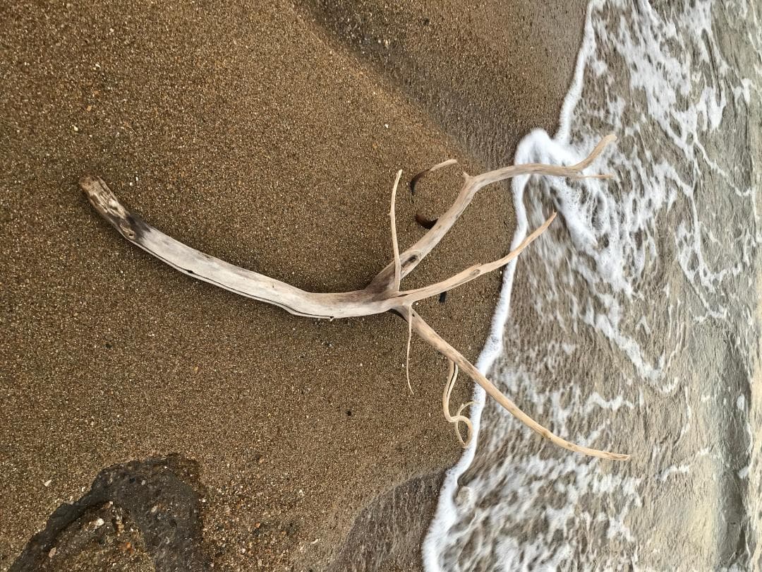 流木(瀬戸内海)