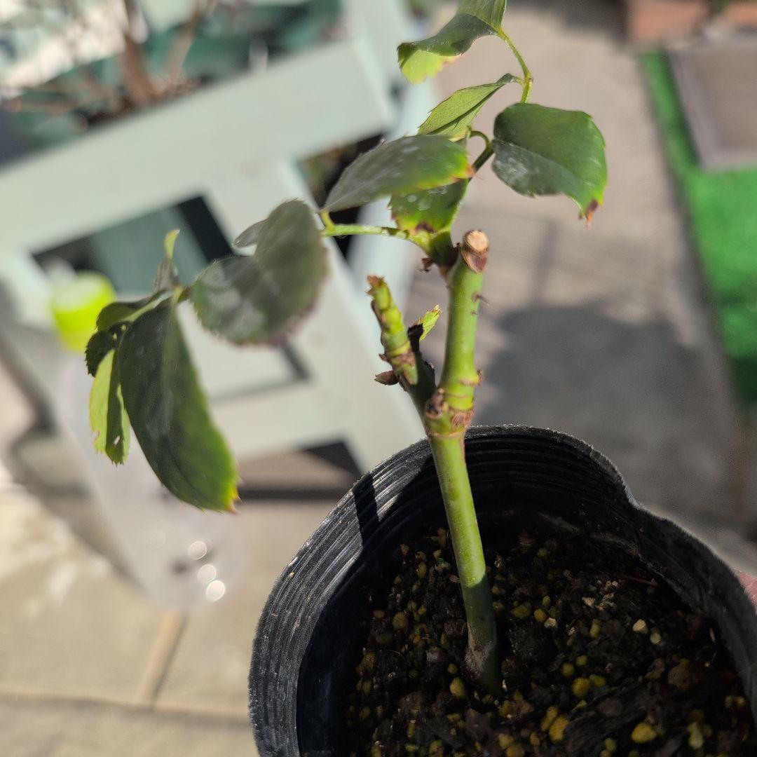 47 こちらはご予約です ブラウン バラ苗 バラ挿し木苗