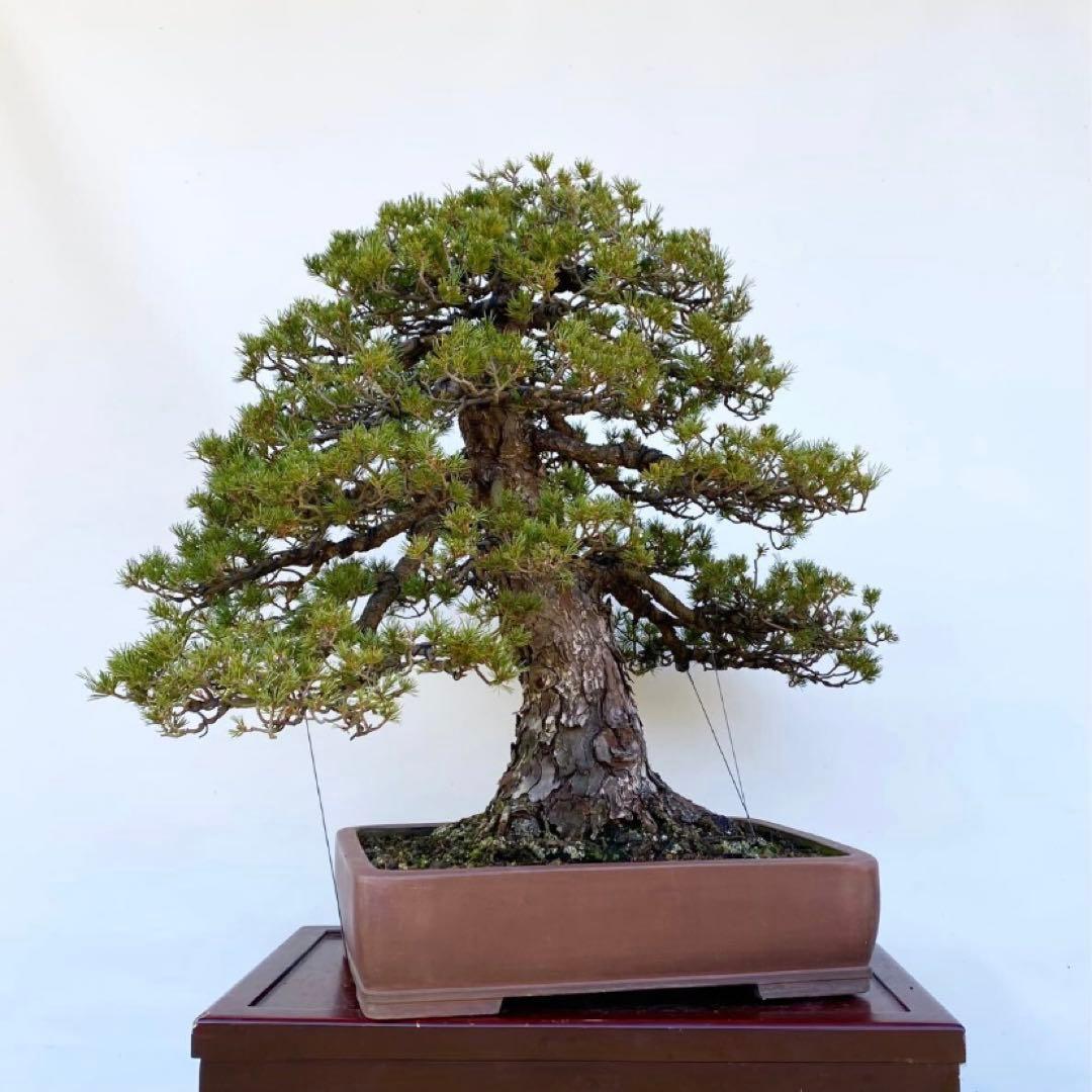 白木盆栽園　瑞祥　八房五葉松　樹高66センチ　盆栽黒松赤松五葉松真柏趣味観葉植物