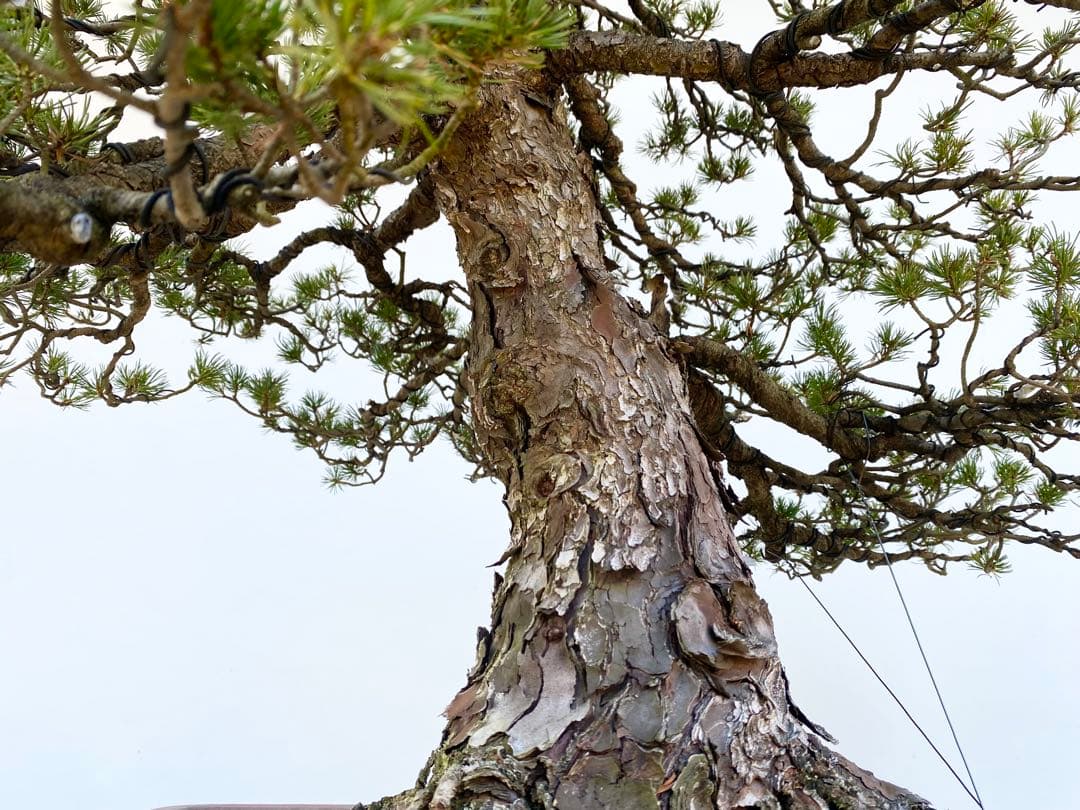 白木盆栽園　瑞祥　八房五葉松　樹高66センチ　盆栽黒松赤松五葉松真柏趣味観葉植物
