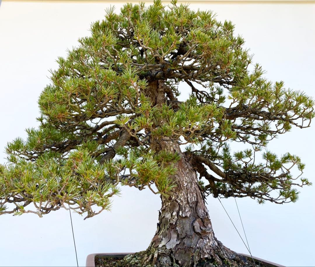 白木盆栽園　瑞祥　八房五葉松　樹高66センチ　盆栽黒松赤松五葉松真柏趣味観葉植物