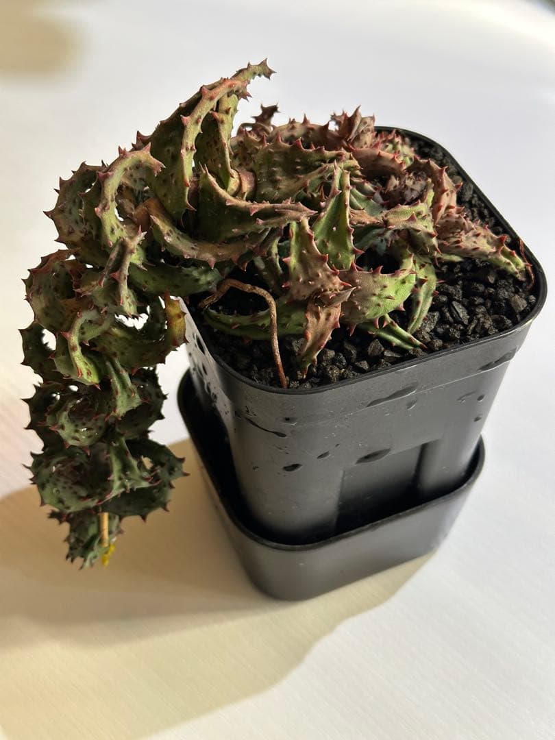 【期間限定出品】Aloe castilloniae子株②