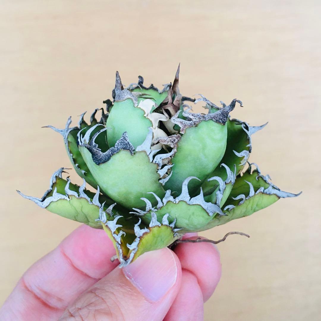 6 フィリグリー コンパクト ボールタイプ 矮性ミニTC株 アガベ チタノタ