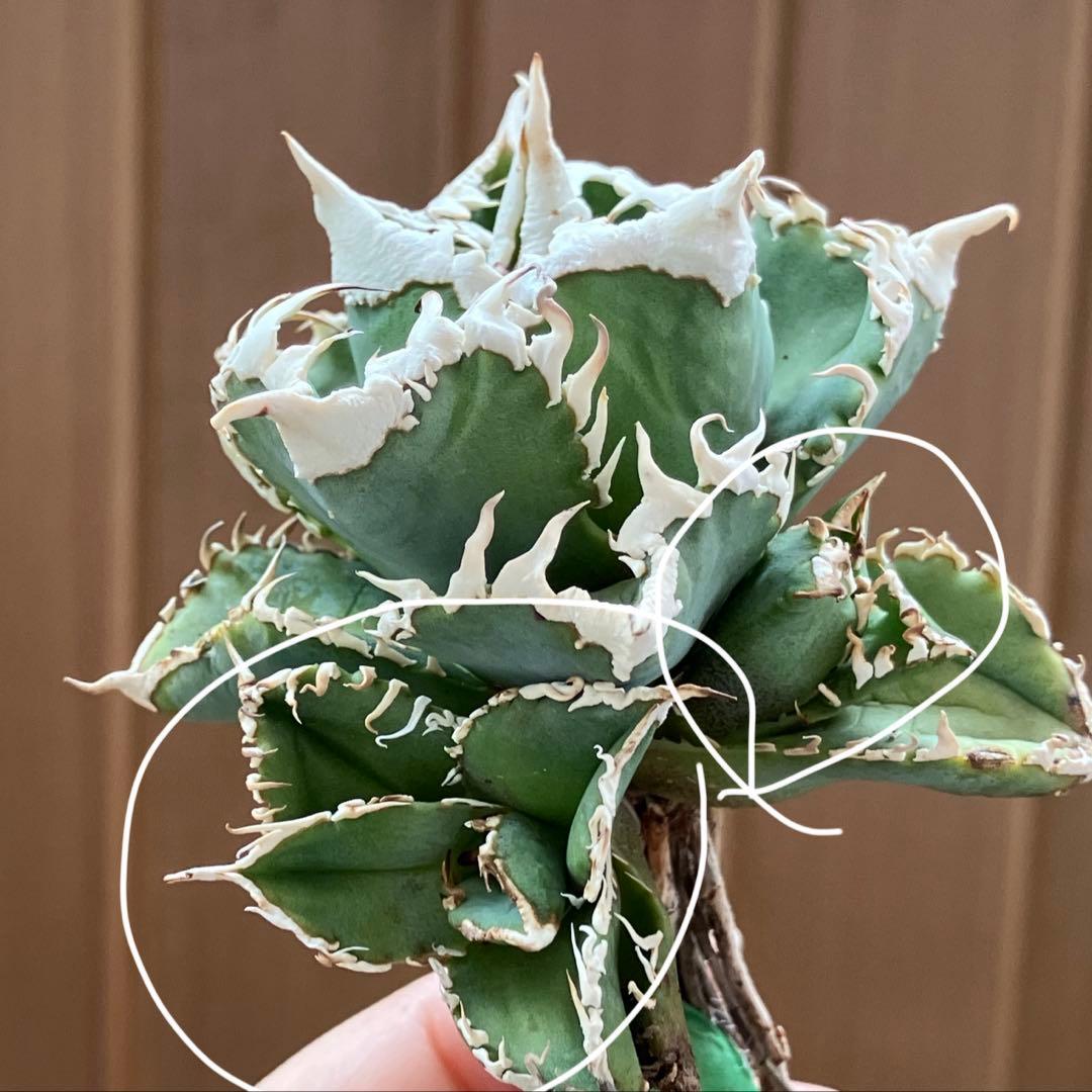 超選抜【オークション】④ 極太棘　子株3株付き　アガべ　白豪刺　TC 群生株