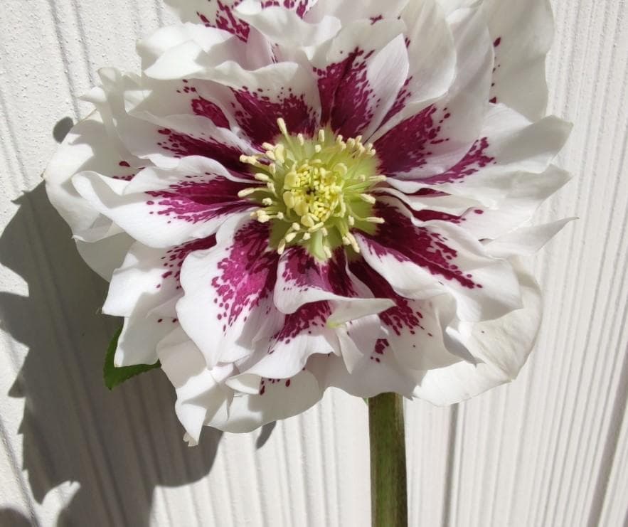 クリスマスローズ　ホワイトスポットダブル