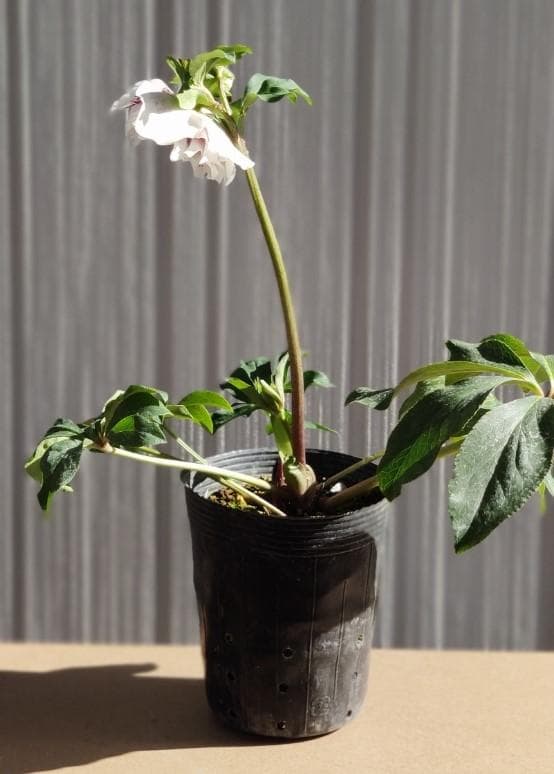 クリスマスローズ　ホワイトスポットダブル