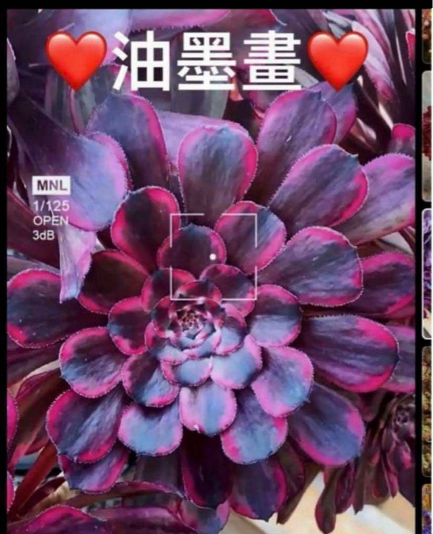 多肉植物❤️アエオニウム錦❤️油墨畫錦❤️ ❤️状態図❤️