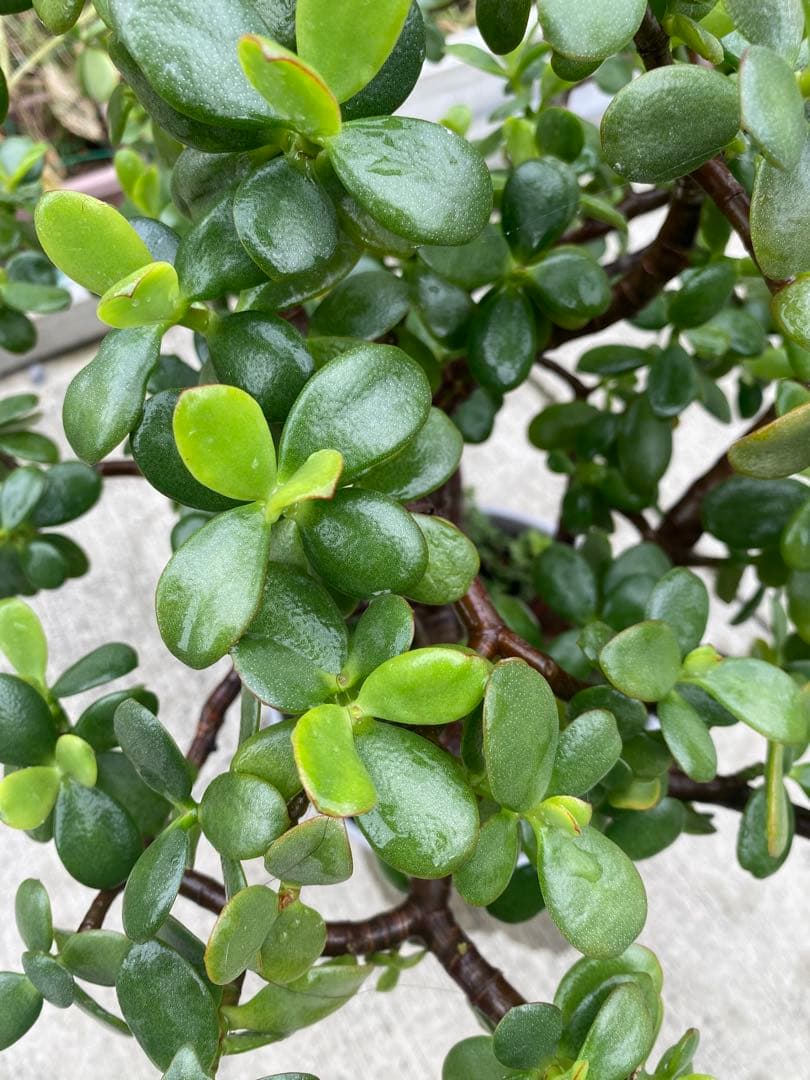 黄金花月 ⬅️蕾付き ブロウメアナ