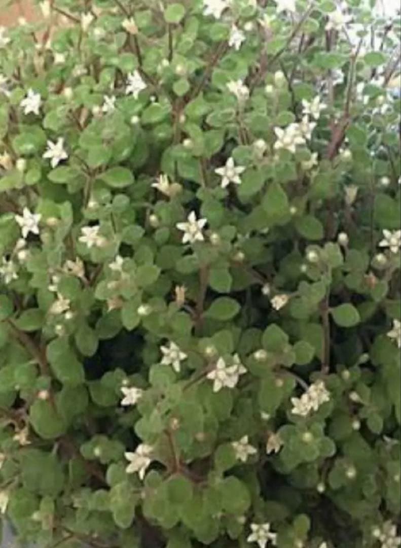 黄金花月 ⬅️蕾付き ブロウメアナ