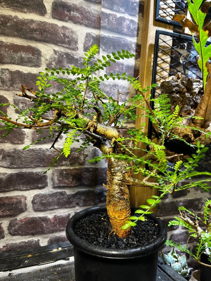 クリスマスセール現地球　ボスウェリアネグレクタ