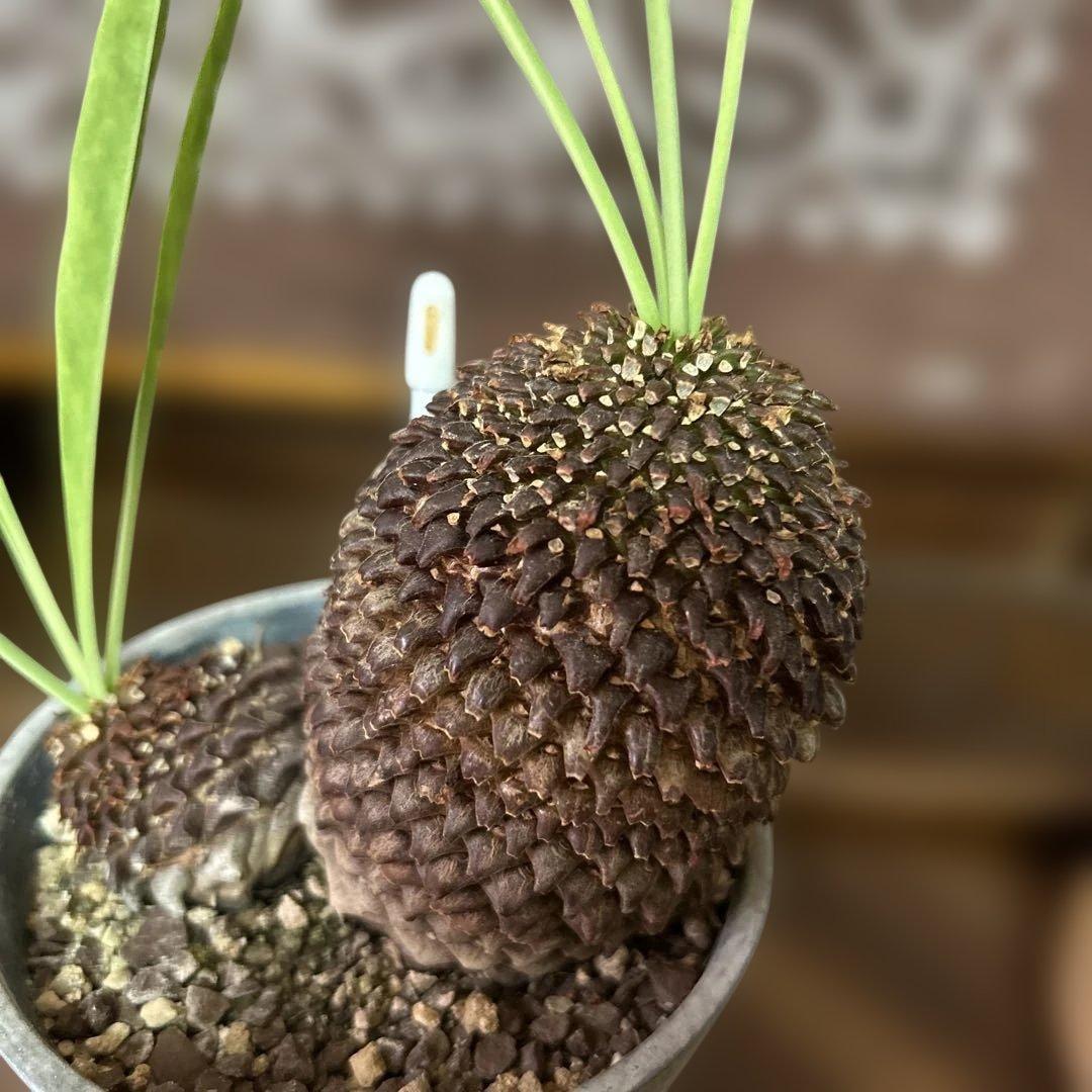 ユーフォルビア 鉄甲丸