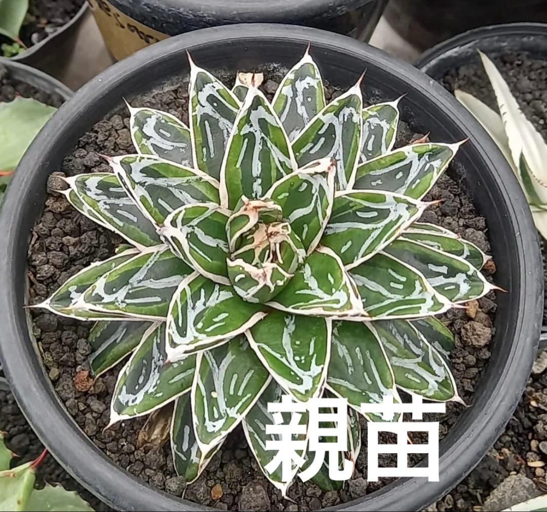 【姫笹の雪　ライムグリーン覆輪　中苗】子株付き