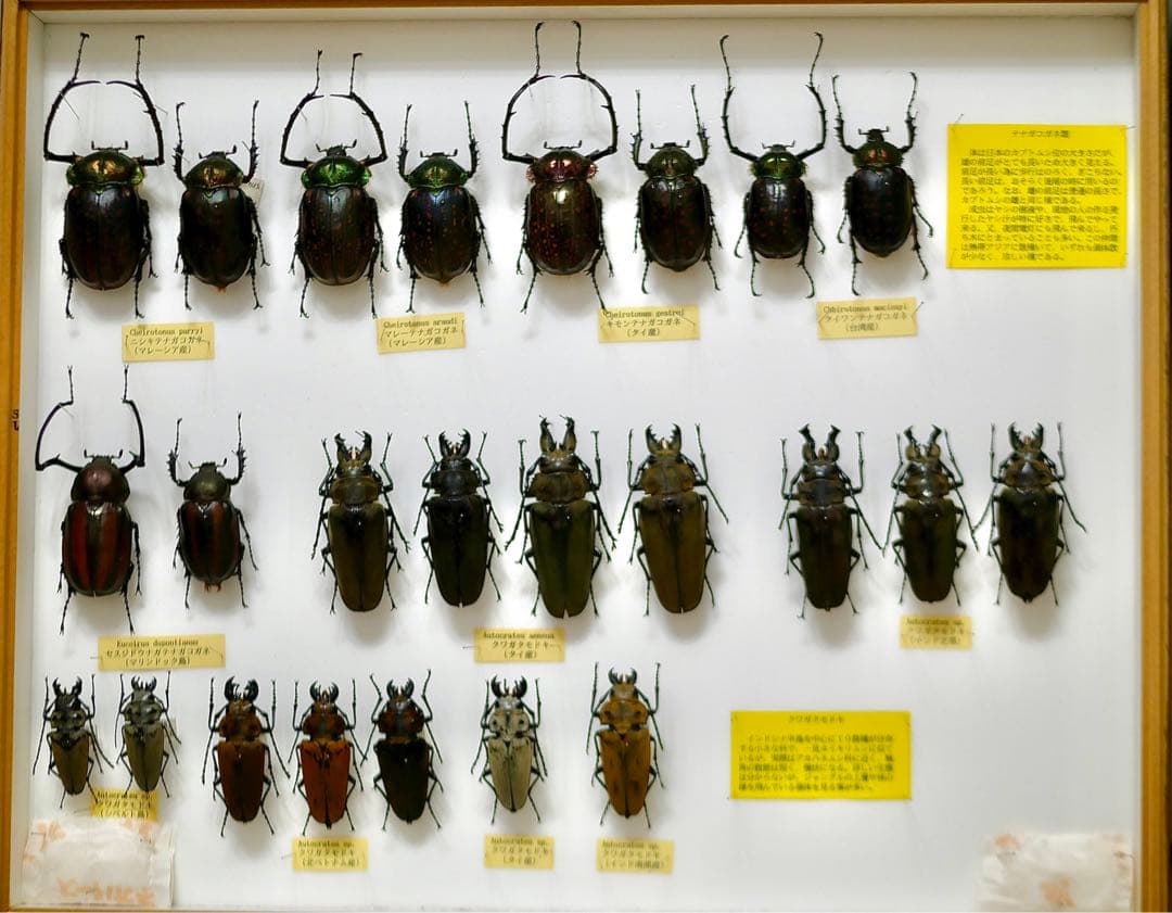 昆虫標本 テナガコガネ各種 クワガタモドキ 産地別コレクション研究用大型ドイツ箱