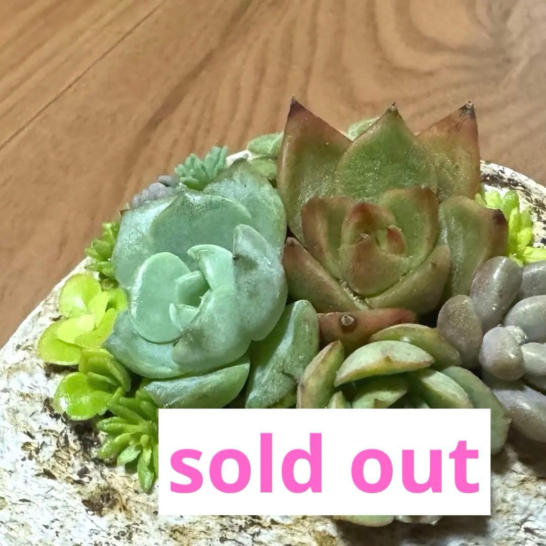 多肉植物 寄せ植え 軽石鉢 エケベリア セダム ネルソル なし