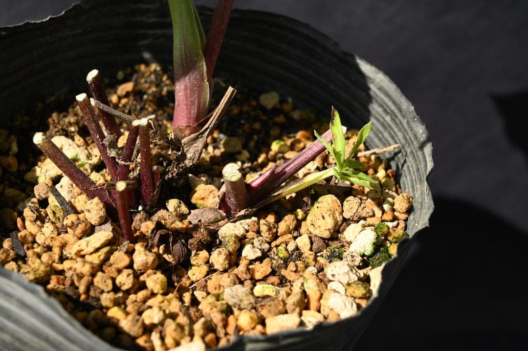 認定！！キラメキディープレッド　クリスマスローズ　加藤農園