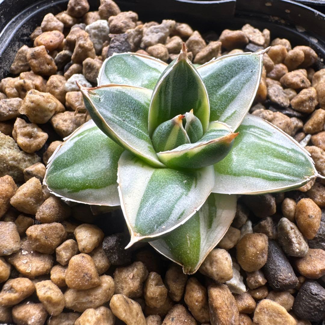 アガベ　ピンキー王妃笹の雪A型　白覆輪斑　美形