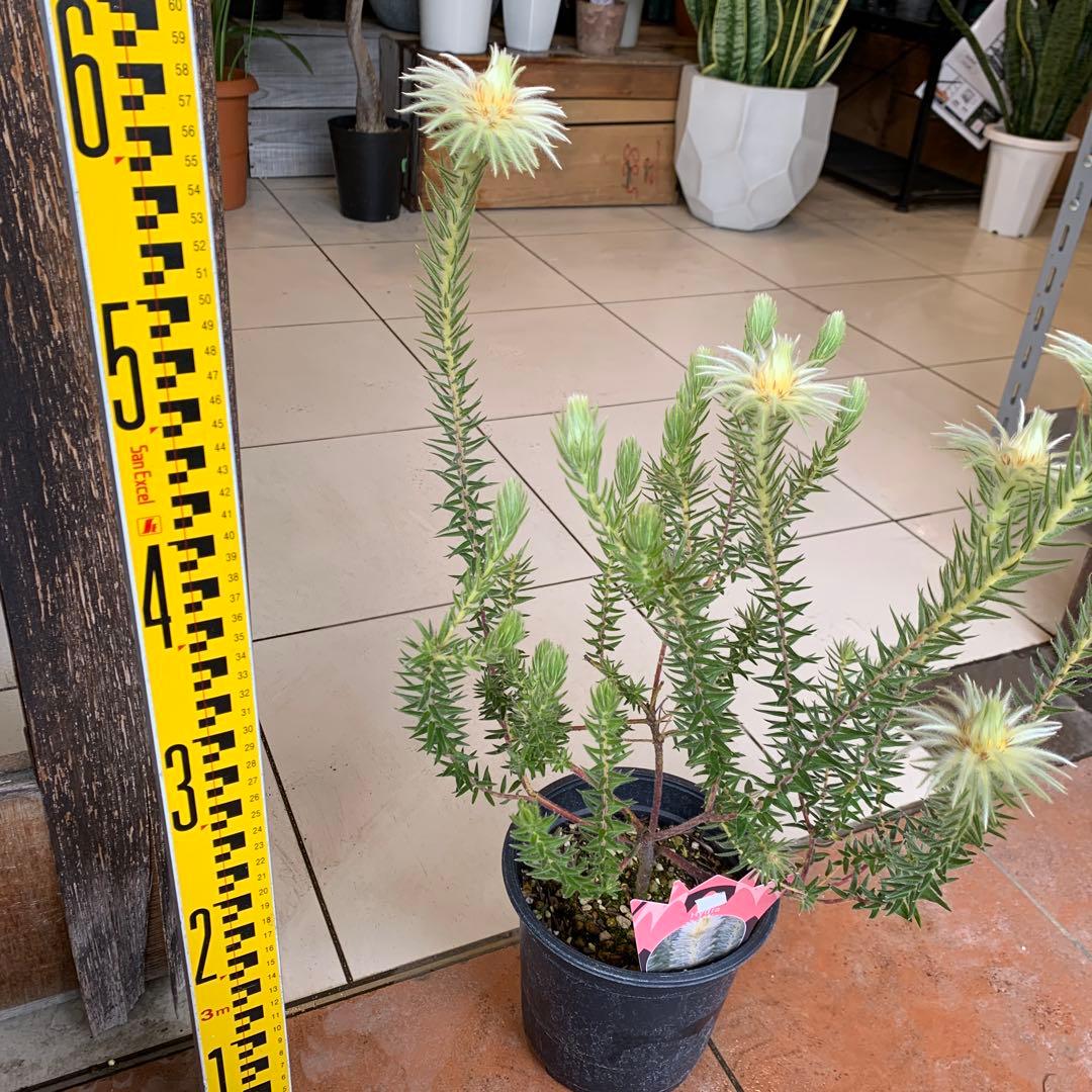 希少 フィリカ ハイドラ 1