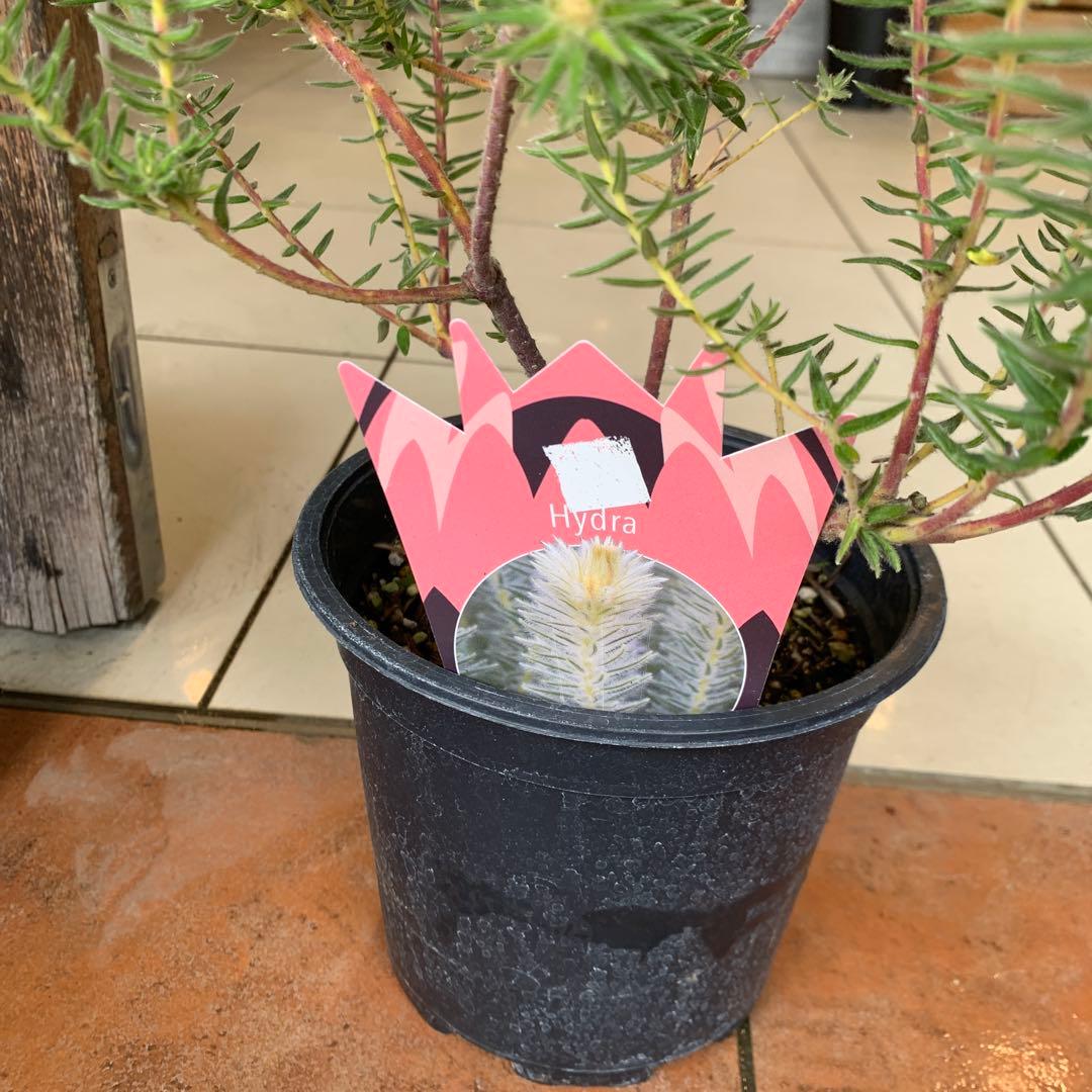 希少 フィリカ ハイドラ 1