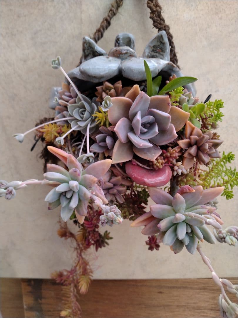 多肉植物　寄せ植え