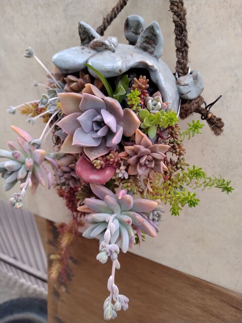 多肉植物　寄せ植え