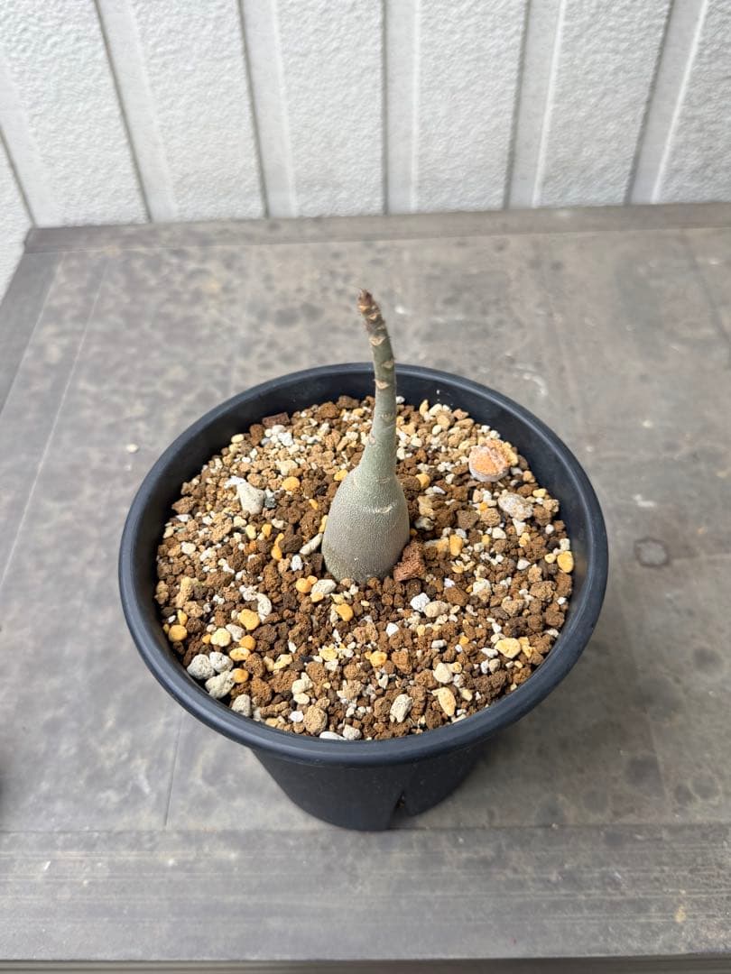 アデニウム アラビカム Adenium