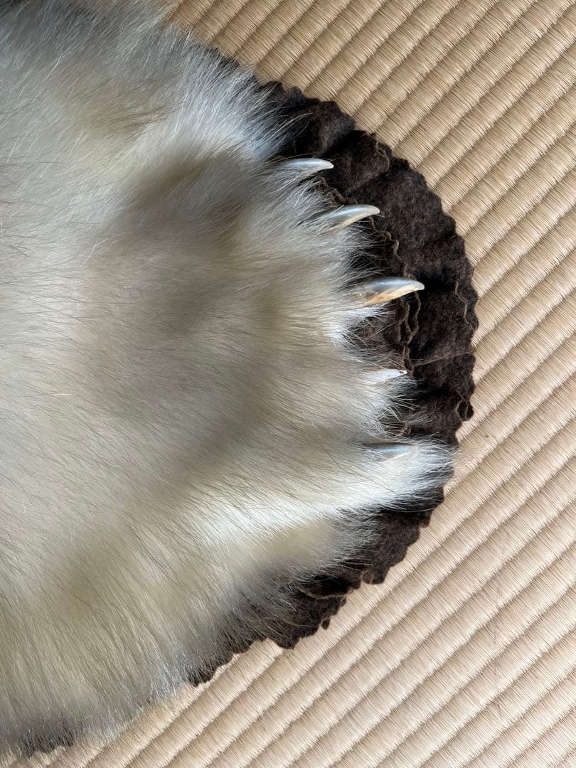 白熊　剥製　ラグ