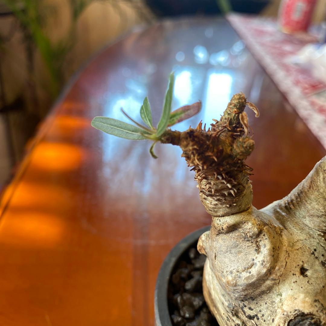 グラキリス多頭 現地球