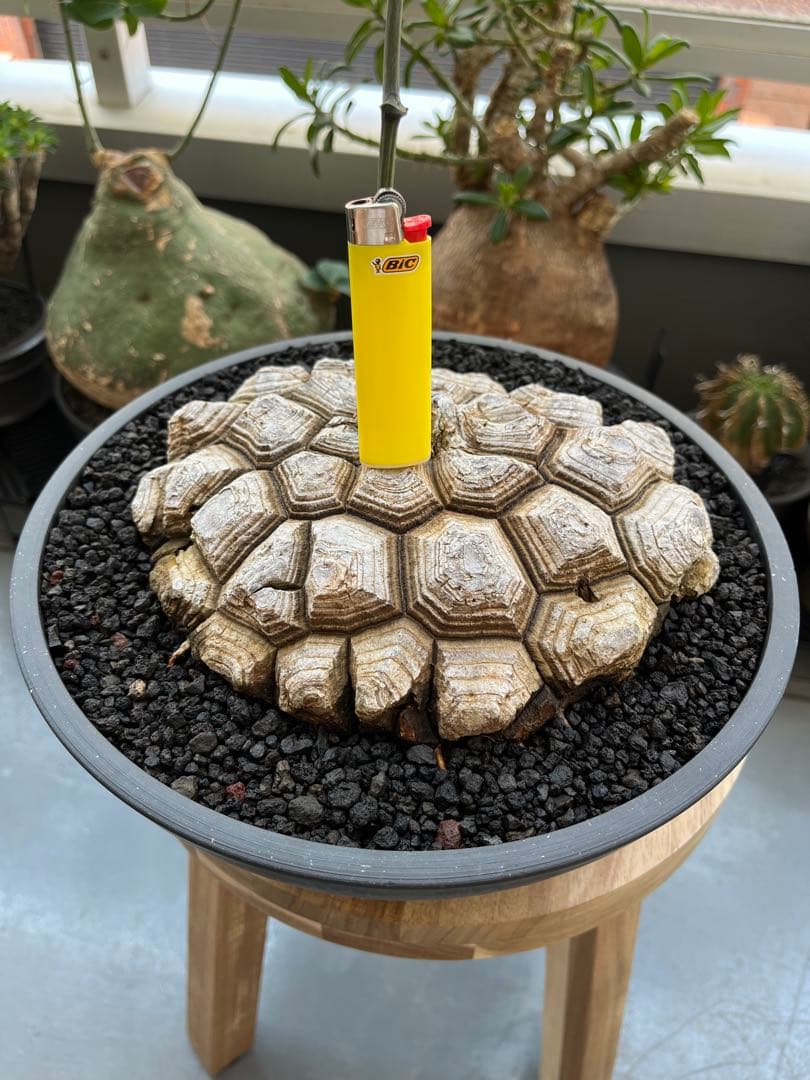 最終値下げ メキシコ亀甲竜　現地球　美株