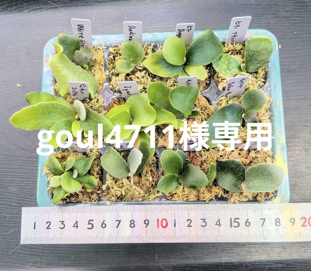 ビカクシダ、育苗トレー12個セット③Robin①Cgoul4711