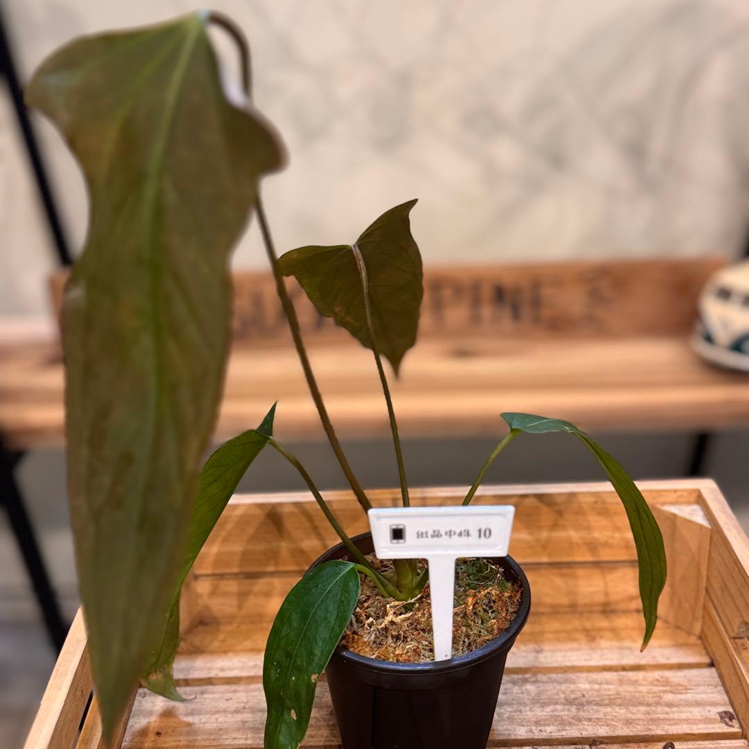 10 アンスリウム　ポルティラエ×パピリラミナムRL オープンサイナス