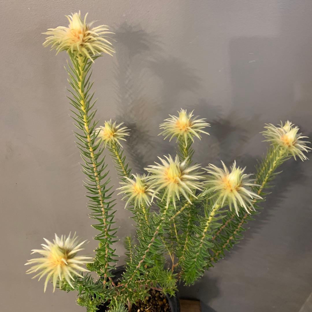 希少 フィリカ プベッセンス ハイドラ 4